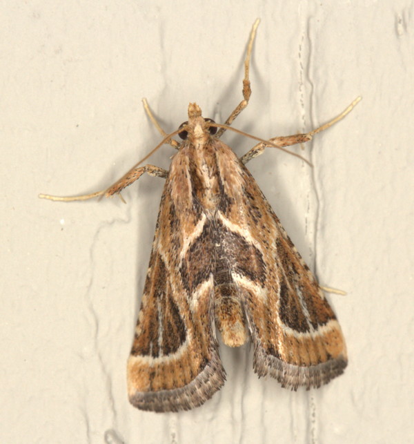 /filer/webapps/moths/media/images/D/digonialis_Lorymodes_A_Heyns_02.jpg