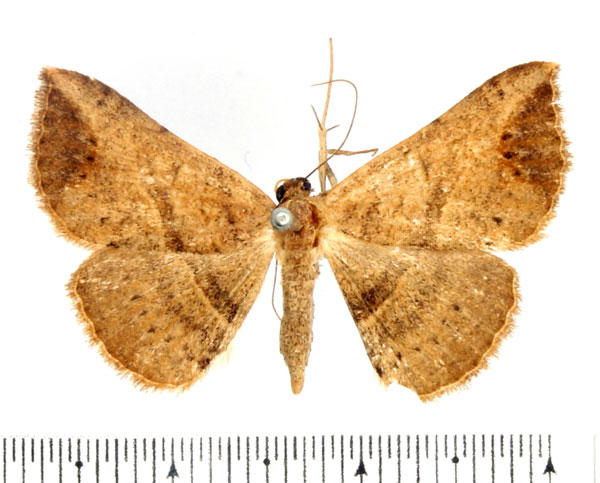 /filer/webapps/moths/media/images/D/digoniata_Maxera_AF_BMNH_01.jpg