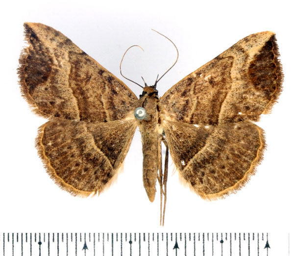 /filer/webapps/moths/media/images/D/digoniata_Maxera_AF_BMNH_02.jpg