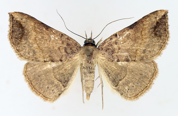 /filer/webapps/moths/media/images/D/digoniata_Maxera_AF_TMSA_01.jpg