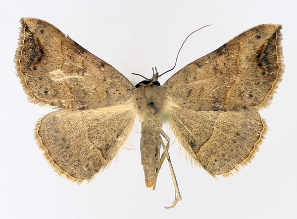 /filer/webapps/moths/media/images/D/digoniata_Maxera_AF_TMSA_02.jpg