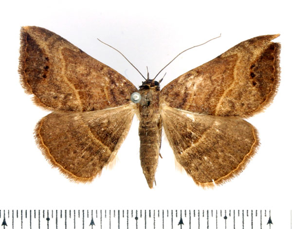 /filer/webapps/moths/media/images/D/digoniata_Maxera_AM_BMNH.jpg