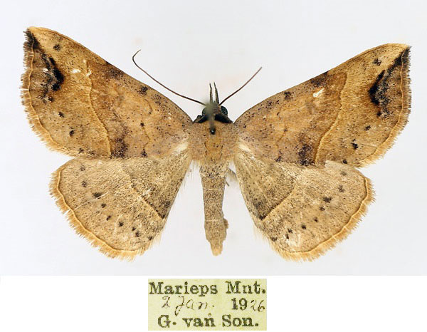 /filer/webapps/moths/media/images/D/digoniata_Maxera_AM_TMSA_01_C8jh7zi.jpg