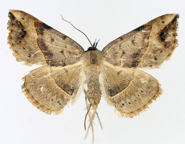 /filer/webapps/moths/media/images/D/digoniata_Maxera_AM_TMSA_02.jpg