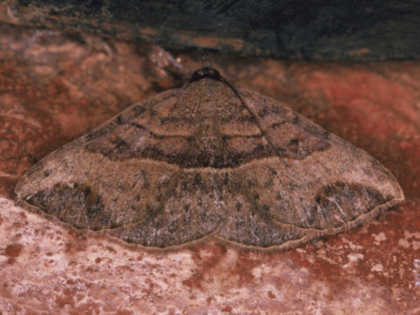 /filer/webapps/moths/media/images/D/digoniata_Maxera_A_Roland.jpg