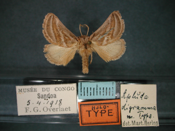 /filer/webapps/moths/media/images/D/digramma_Apluda_HT_RMCA_01.jpg