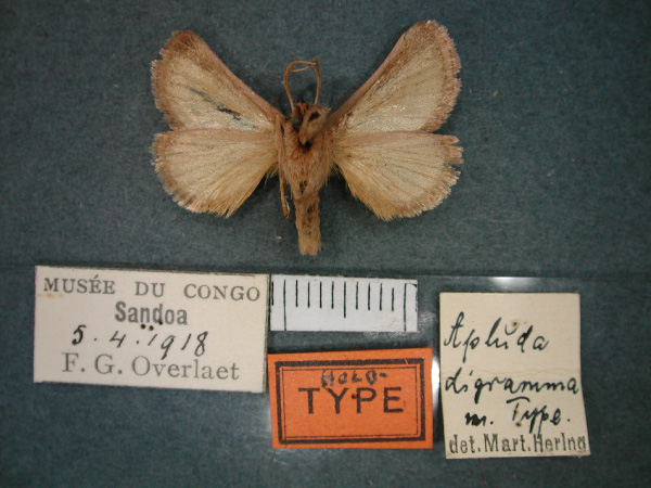 /filer/webapps/moths/media/images/D/digramma_Apluda_HT_RMCA_02.jpg