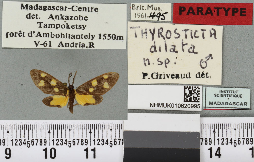 /filer/webapps/moths/media/images/D/dilata_Thyrosticta_PTM_BMNHa.jpg