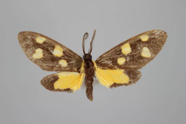 /filer/webapps/moths/media/images/D/dilata_Thyrosticta_PT_BMNH.jpg