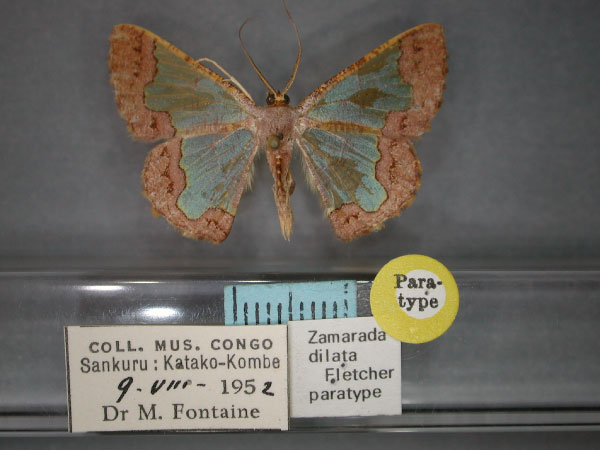/filer/webapps/moths/media/images/D/dilata_Zamarada_PT_RMCA_01.jpg