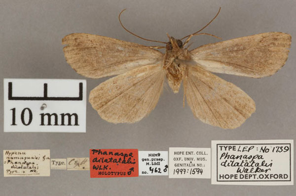 /filer/webapps/moths/media/images/D/dilatatalis_Phanaspa_HT_OUMNH_02.jpg