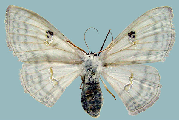 /filer/webapps/moths/media/images/D/dilatistigma_Problepsis_AF_ZSM.jpg