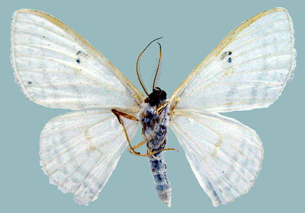 /filer/webapps/moths/media/images/D/dilatistigma_Problepsis_AM_ZSMb.jpg