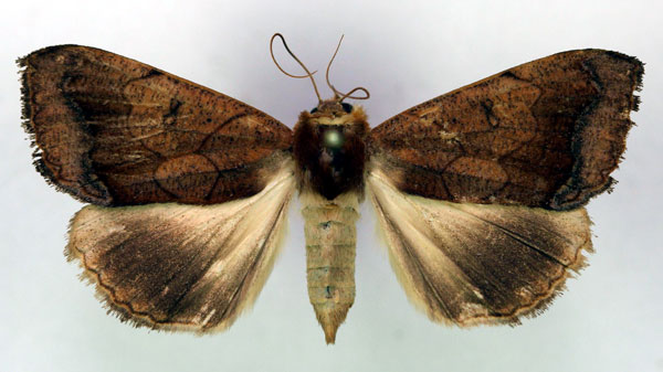 /filer/webapps/moths/media/images/D/dilecta_Ophiusa_A_RMCA.jpg