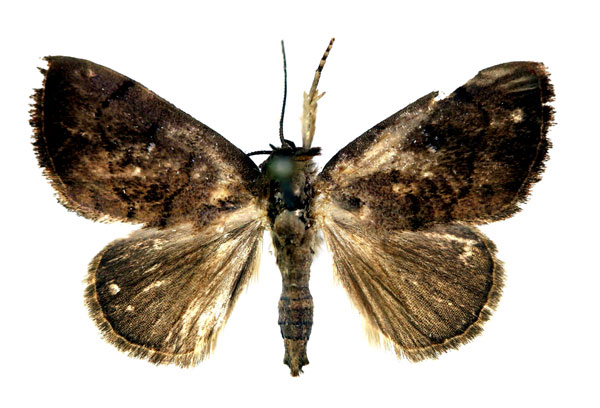 /filer/webapps/moths/media/images/D/dileuca_Metaleptina_A_RMCA.jpg