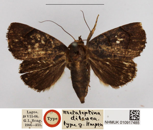 /filer/webapps/moths/media/images/D/dileuca_Metaleptina_HT_NHMUK.jpg