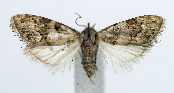 /filer/webapps/moths/media/images/D/dilmuna_Nola_AF_Aulombard_02.jpg