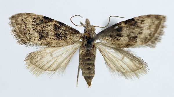 /filer/webapps/moths/media/images/D/dilmuna_Nola_AF_Aulombard_03.jpg