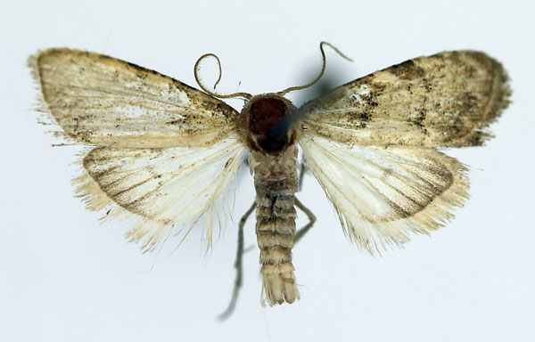 /filer/webapps/moths/media/images/D/dilmuna_Nola_AM_Aulombard_02.jpg
