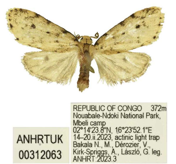/filer/webapps/moths/media/images/D/dilova_Siccia_PTM_ANHRT.jpg