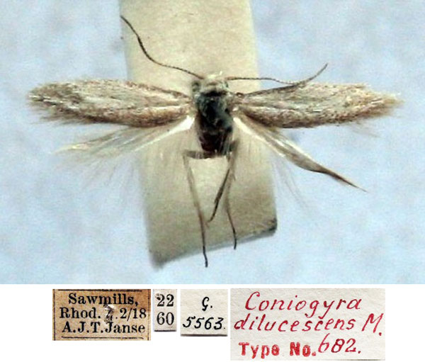 /filer/webapps/moths/media/images/D/dilucescens_Coniogyra_HT_TMSA_rnXcvJ5.jpg