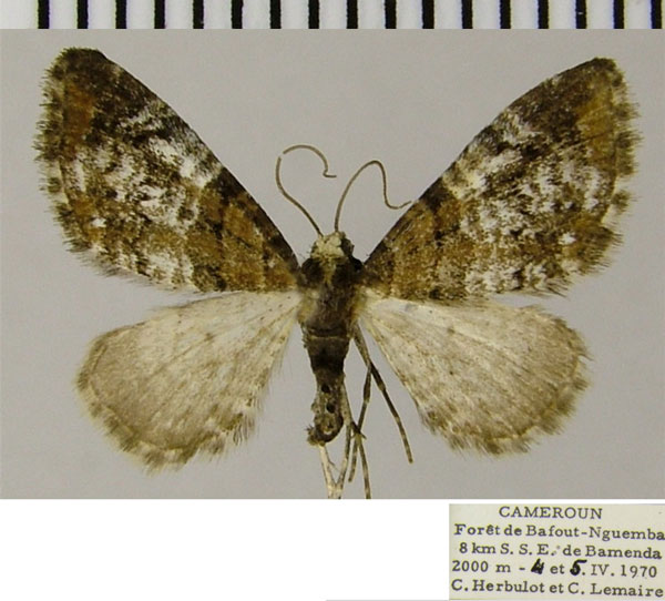 /filer/webapps/moths/media/images/D/dilucida_Eupithecia_AM_ZSM.jpg