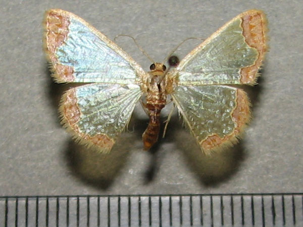 /filer/webapps/moths/media/images/D/dilucida_Zamarada_A_Goff.jpg