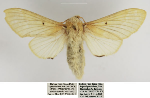 /filer/webapps/moths/media/images/D/diluta_Streblote_AF_TMSA.jpg