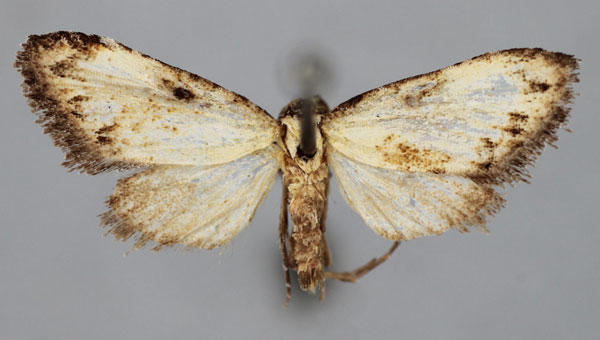 /filer/webapps/moths/media/images/D/dilutalis_Meganola_PT_BMNH.jpg