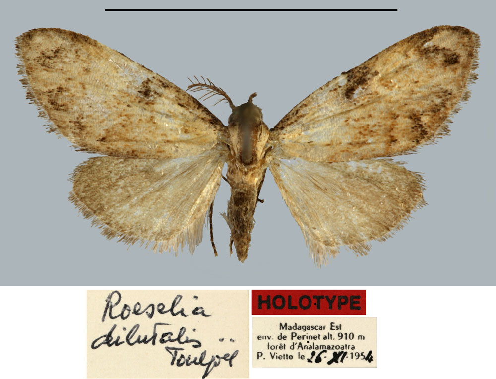 /filer/webapps/moths/media/images/D/dilutalis_Roeselia_HT_MNHN.jpg