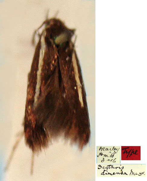 /filer/webapps/moths/media/images/D/dimensa_Scythris_HT_SAMC_hJrZllb.jpg