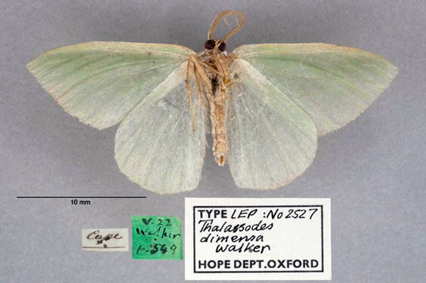 /filer/webapps/moths/media/images/D/dimensa_Thalassodes_HT_OUMNH_02.jpg