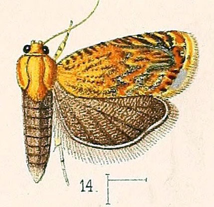 /filer/webapps/moths/media/images/D/dimidiata_Coptoloma_ST_Walsingham_1891_3-14.jpg