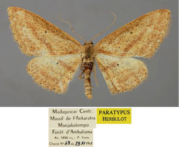 /filer/webapps/moths/media/images/D/dimoeroides_Scopula_PT_ZSM_01.jpg
