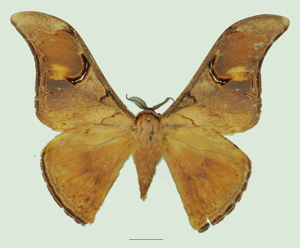 /filer/webapps/moths/media/images/D/dimonica_Dogoia_AM_Basquina.jpg