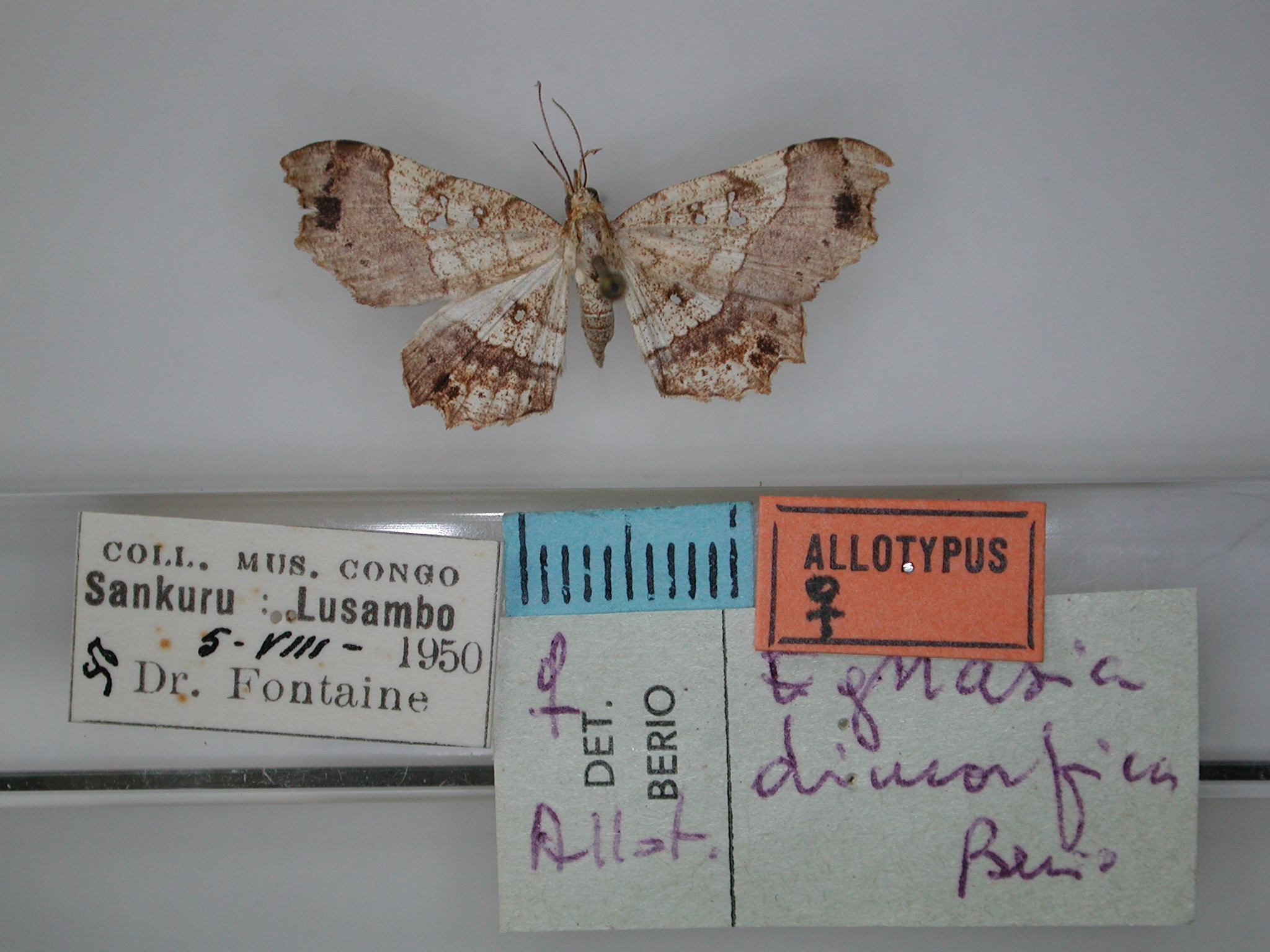 /filer/webapps/moths/media/images/D/dimorfica_Egnasia_AT_RMCA_01.jpg