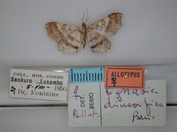 /filer/webapps/moths/media/images/D/dimorfica_Egnasia_AT_RMCA_02.jpg