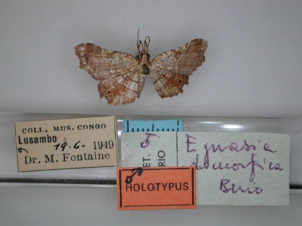 /filer/webapps/moths/media/images/D/dimorfica_Egnasia_HT_RMCA_01.jpg