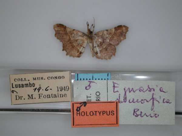 /filer/webapps/moths/media/images/D/dimorfica_Egnasia_HT_RMCA_02.jpg