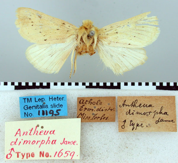 /filer/webapps/moths/media/images/D/dimorpha_Antheua_HT_TMSA.jpg