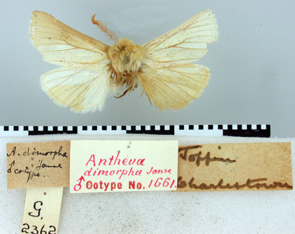 /filer/webapps/moths/media/images/D/dimorpha_Antheua_PT_TMSA.jpg