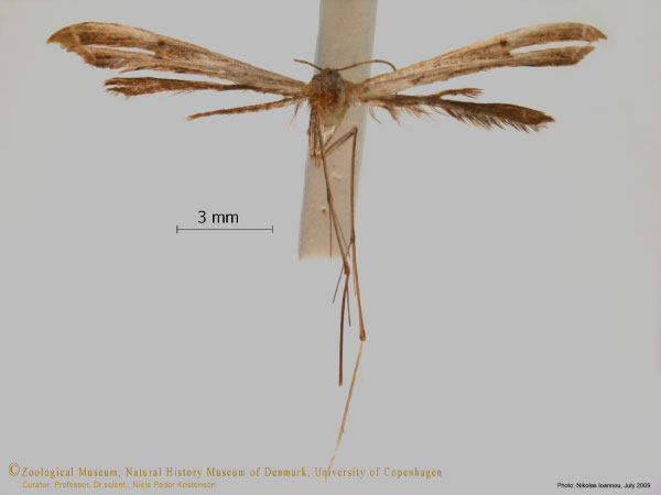 /filer/webapps/moths/media/images/D/dimorpha_Bipunctiphorus_A_ZMUC.jpg