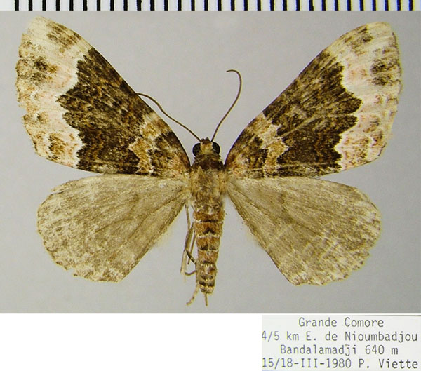 /filer/webapps/moths/media/images/D/dimorpha_Mimoclystia_AF_ZSM.jpg