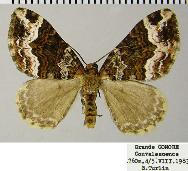 /filer/webapps/moths/media/images/D/dimorpha_Mimoclystia_AM_ZSMa.jpg