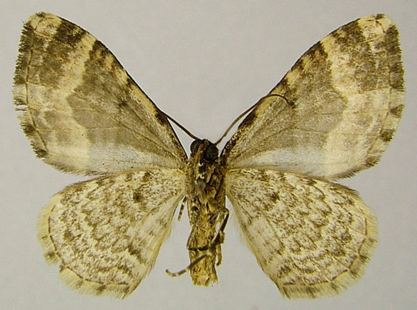 /filer/webapps/moths/media/images/D/dimorpha_Mimoclystia_AM_ZSMb.jpg