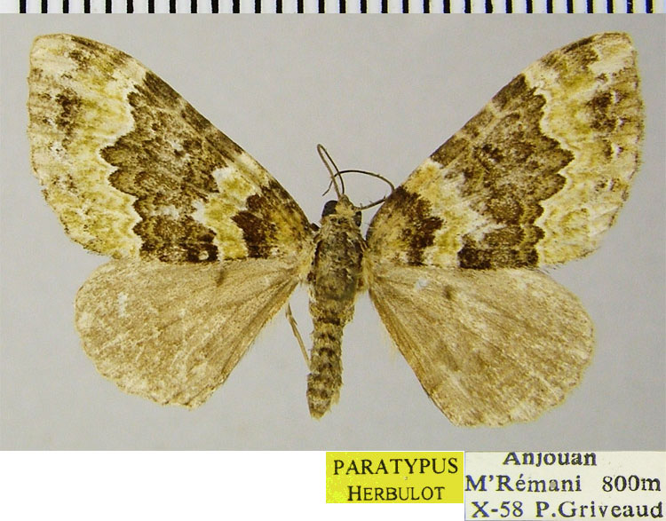 /filer/webapps/moths/media/images/D/dimorpha_Mimoclystia_PTF_ZSM.jpg