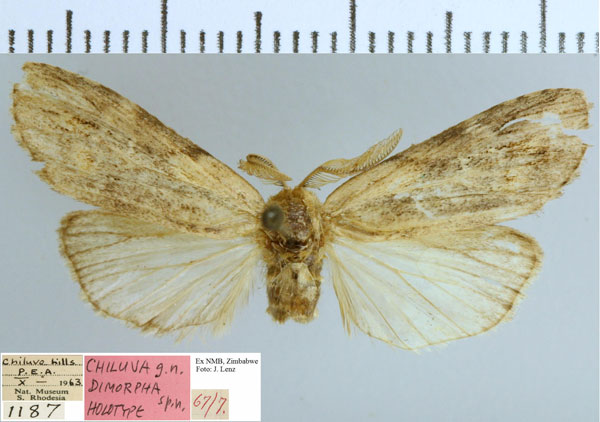 /filer/webapps/moths/media/images/D/dimorpha_Psalisodes_HT_NMB.jpg