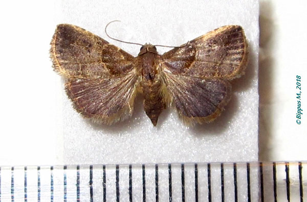 /filer/webapps/moths/media/images/D/dimorpha_Rivula_AF_Bippus.jpg