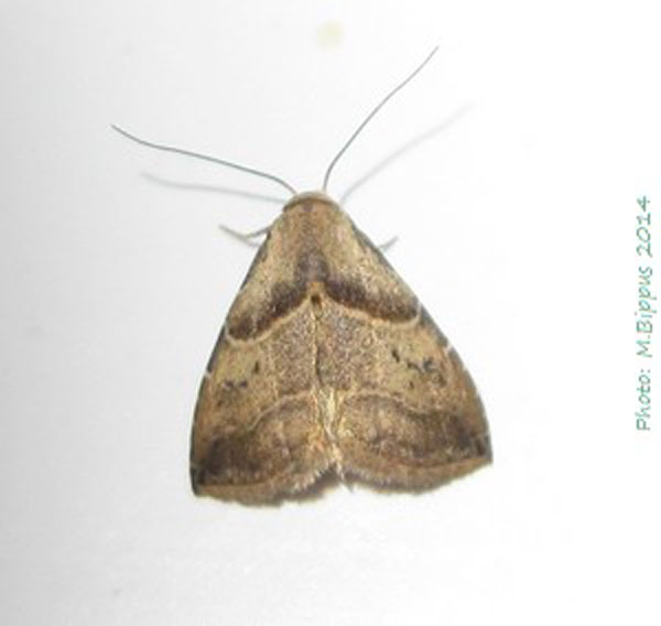 /filer/webapps/moths/media/images/D/dimorpha_Rivula_A_Bippus.jpg