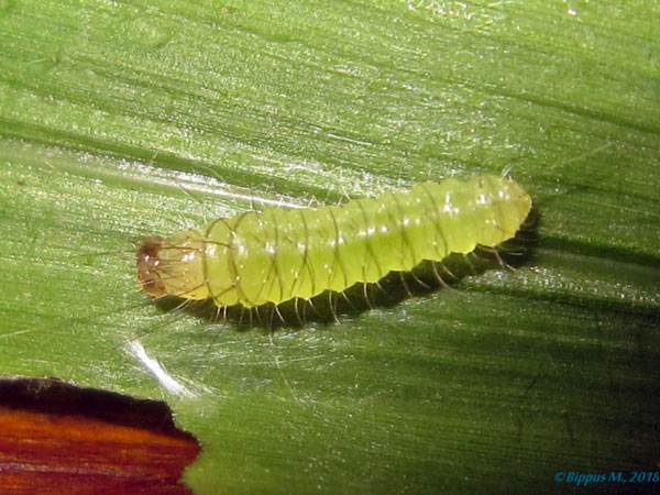 /filer/webapps/moths/media/images/D/dimorpha_Rivula_C_Bippus.jpg